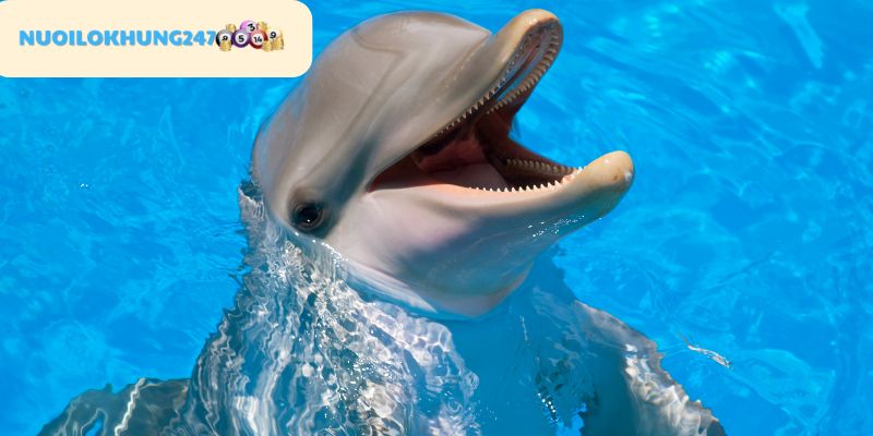 Tìm hiểu bí ẩn biểu tượng đặc biệt của hình ảnh cá heo