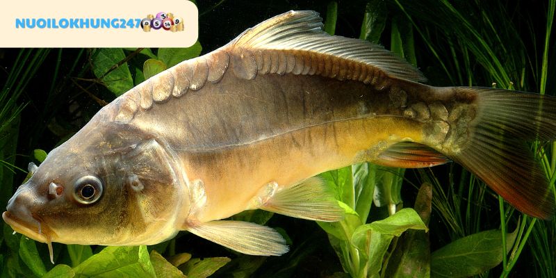 Hình ảnh đặc trưng của cá chép theo văn hóa của con người Việt Nam
