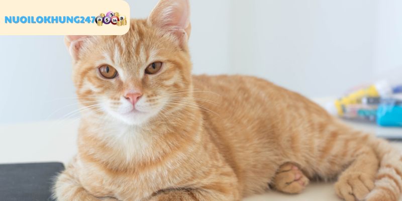 Ý nghĩa biểu tượng mèo theo nét văn hóa truyền thống của Việt Nam
