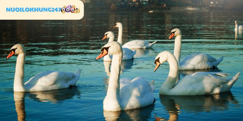 Tổng hợp các loại mộng về thiên nga cùng ý nghĩa từng trường hợp mà mọi người hay gặp phải