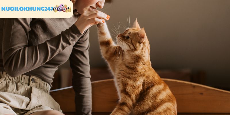Tóm tắt các con số lô đề nên đánh với tỷ lệ trúng cao khi nằm mơ thấy mèo