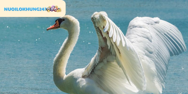 Bật mí các con lô đem đến may mắn khi mơ thấy thiên nga được Nuôi Lô Khung 247 tổng hợp được