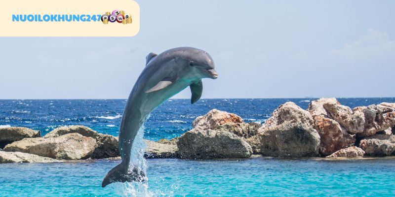 Chuyên gia tại Nuôi Lô Khung 247 gợi ý con số "thần tài gõ cửa" nên chơi đê khi mơ thấy cá heo
