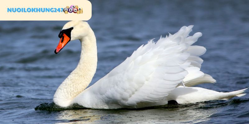 Lý giải vì sao mộng về thiên nga được nhiều người quan tâm nhất hiện nay