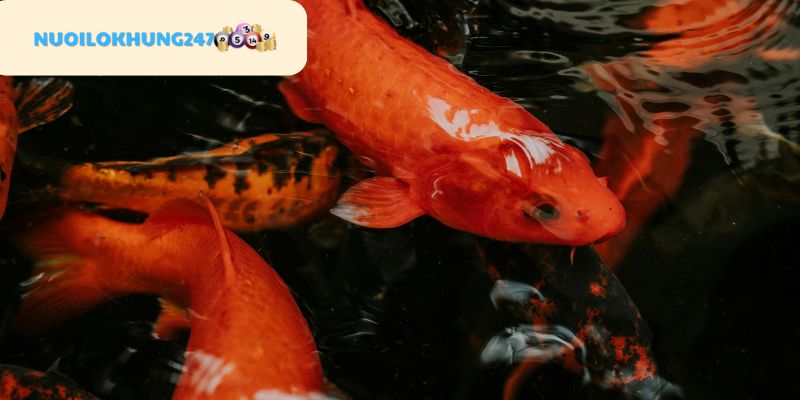 Điểm danh các giấc mộng về cá chép mà đa số ai cũng từng nằm mơ thấy