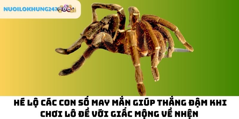 Điểm qua các con lô đánh "bách phát bách trúng" được Nuôi Lô Khung 247 chia sẻ lại khi nằm mơ thấy nhện