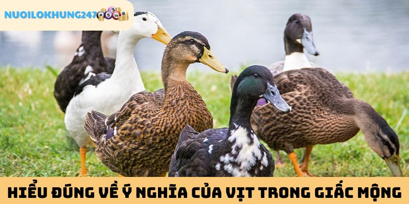 Tổng quát chung về hình ảnh con vịt trong giấc mơ