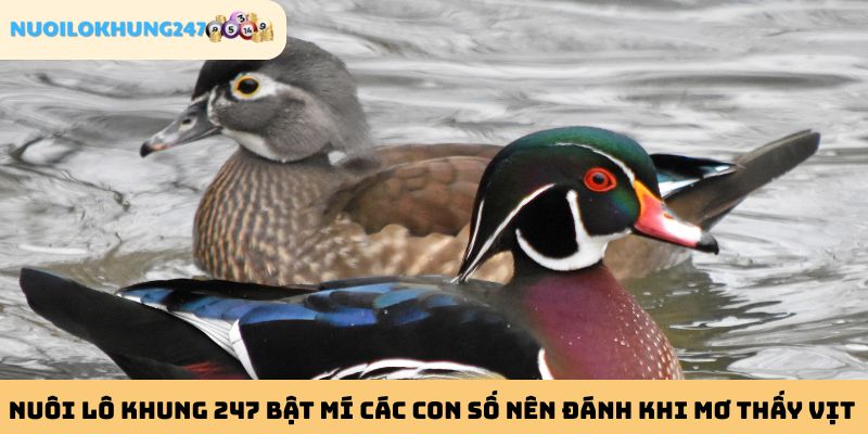 Phổ biến đến mọi người các con số may mắn đem đến tài lộc nên chơi khi mơ thấy vịt