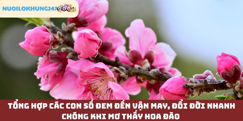Cập nhật các con số lô đề mang lại vận may khi mơ thấy hoa đào tại Nuôi Lô Khung 247