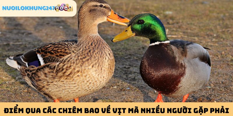 Danh sách các giấc mơ thấy vịt phổ biến nhất hiện nay